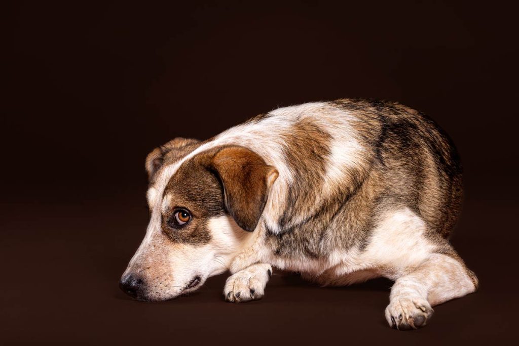 Tierfotografie Freiburg Hund