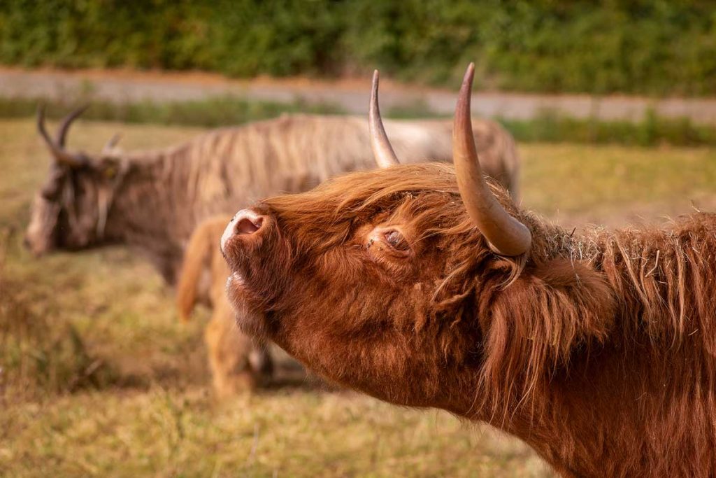 Tierfoto Biohof Achhammer Staufen